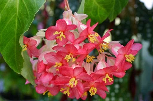 B. ‘Anmitsuhime’